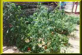 Gordon's Underground Winter Garden.