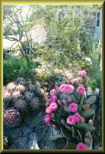 More desert flowers.