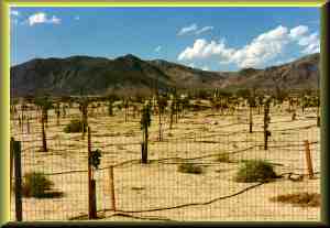 Gordon's Pictasico Nut Trees.