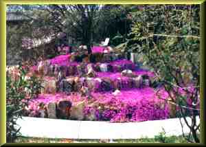 Side yard flowers in bloom.