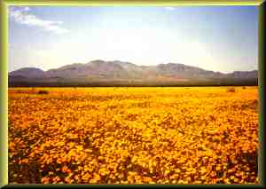 Wild Desert Spring Flowers.